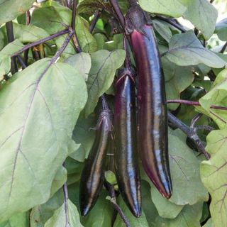 Shikou Eggplant Thumbnail
